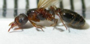 Pheidole megacephala