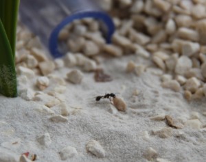Messor barbarus