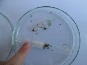 IMG_9044 B .JPG (403.59 KiB) 1444 mal betrachtet Entschuldigt bitte die QualitÀt der Bilder!!