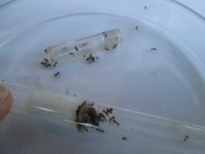 IMG_9046 B.JPG (164.95 KiB) 1444 mal betrachtet Ich hoffe, man erkennt trotzdem ungefÀhr das mit den toten Arbeiterinnen und denen im RG...