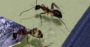 Gefüllter und leerer Sozialmagen im Vergleich