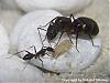 Camponotus barbaricus Brut(480x360)+C.jpg