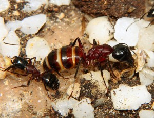 Camponotus ligniperda.jpg