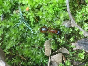 Camponotus sp.