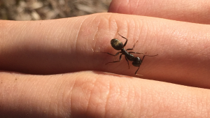 Camponotus cf. pennsylvanicus