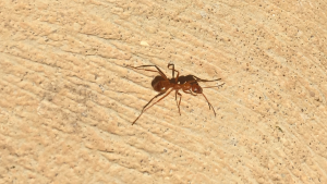 Camponotus cf. castaneus