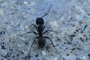 Ameise.jpg (676.38 KiB) 2716 mal betrachtet Diese Ameise war sehr groß, die genaue Größe weiß ich leider nicht, weil ich kein Lineal dabei hatte.....