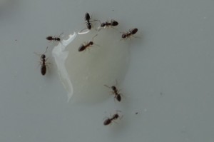 Ameise 1.jpg (472.35 KiB) 2716 mal betrachtet Diese winzigen Ameisen (ca. 2mm) kamen in kurzer Zeit zu sehr vielen und es schien, als ob sie die Ameisen bei 3) "verjagen", sobald sie auf dem Honigteller aufeinander trafen.