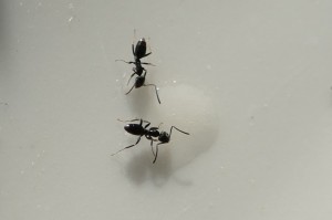 Ameise 2.jpg (428.42 KiB) 2716 mal betrachtet Diese Ameisen sind gute 3mm groß und kamen zusammen mit den kleinen auf den Honigteller, allerdings nicht zu so vielen.