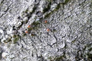 Diese Ameisen waren ca. 4-5mm groß und waren nicht dazu zu bewegen, den Baum zu verlassen. Ich hoffe, ihr erkennt was!