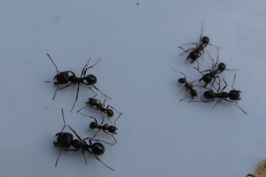 Ameise 4.jpg (1.73 MiB) 2716 mal betrachtet Diese Ameisen schleppten immer mit viel Ausdauer alle Brötchenkrümmel ab, für den Honig interessierten sie sich aber nicht. Sie wirkten außerdem sehr tollpatschig. (4-9mm)