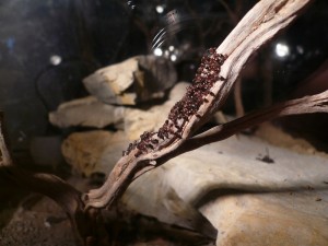 schmidti1 (10).JPG (143.59 KiB) 5103 mal betrachtet Sonnenbaden