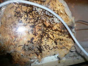 schmidti1 (9).JPG (270.32 KiB) 5103 mal betrachtet So schauts jetzt aus