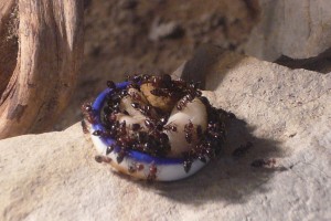 schmidti1 (8).JPG (271.75 KiB) 5103 mal betrachtet Damals hielt ich dies auch für sehr viele Ameisen