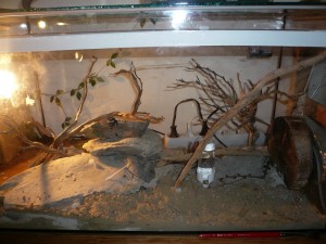 schmidti1 (7).JPG (198.46 KiB) 5142 mal betrachtet Hier wohnen sie zur Zeit