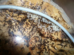 schmidti1 (5).JPG (274.25 KiB) 5008 mal betrachtet So schauts jetzt aus