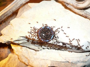 schmidti1 (4).JPG (209.04 KiB) 5103 mal betrachtet So schauts jetzt aus