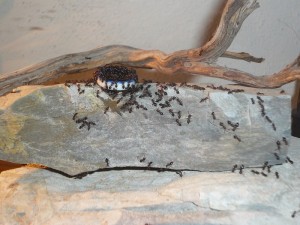 schmidti1 (1).JPG (196.02 KiB) 5103 mal betrachtet So schauts jetzt aus