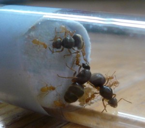 flavus1 (2).JPG (149.2 KiB) 5008 mal betrachtet Das aus der WR ist besser