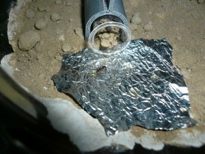 herculeanus1 (4).JPG (238.02 KiB) 5795 mal betrachtet Hier eine Arbeiterin am Honigwasser, man sieht, dass sie auch schon den Eingang zugebaut haben