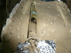 herculeanus1 (3).JPG (199.17 KiB) 5142 mal betrachtet Hier ein aktuelles Bild, auch Brut ist da