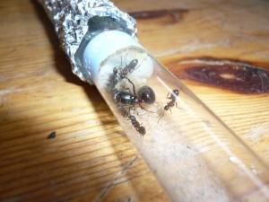 herculeanus1 (2).JPG (156.2 KiB) 5008 mal betrachtet Und hier welche aus der WR nach dem "Nahtoderlebnis"