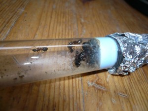 herculeanus1 (1).JPG (163.13 KiB) 5103 mal betrachtet Und hier welche aus der WR nach dem "Nahtoderlebnis"