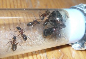 herculeanus1 (5).JPG (150.34 KiB) 5008 mal betrachtet Und hier welche aus der WR nach dem "Nahtoderlebnis"