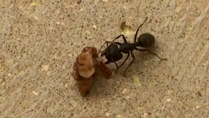 Camponotus cf. pennsylvanicus