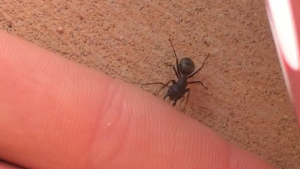 Camponotus cf. pennsylvanicus