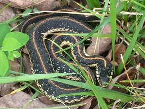 Wenn auch keine Ameise, Thamnophis radix