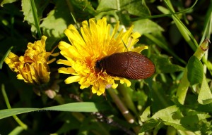 Schnecke als Bestäuber.jpg