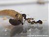 Pheidole auf Larve 2-(480x360)+C.jpg