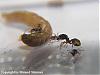 Pheidole auf Larve 3-(480x360)+C.jpg