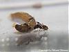 Pheidole auf Larve 4-(480x360)+C.jpg