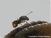 Pheidole auf Larve 5-(480x360)+C.jpg