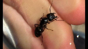 Camponotus pennsylvanicus