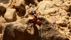 Camponotus americanus