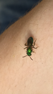 Augochloropsis metallica (?)