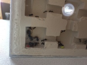 IMG_1387.jpg