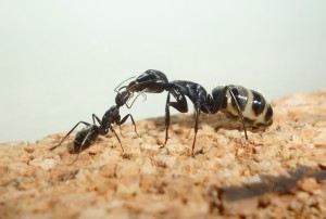 Trophallaxis.jpg