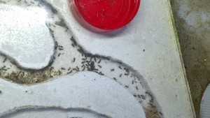 Lasius vom 2013 ist gestorben jetzt wo entlich was los war