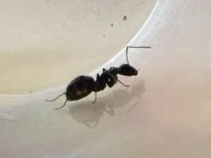 IMG_8846.JPG (47.1 KiB) 1099 mal betrachtet IMG_8846.JPG