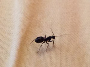 IMG_8848.JPG (168.45 KiB) 1075 mal betrachtet IMG_8848.JPG