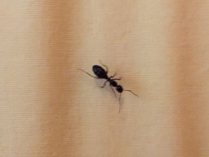 IMG_8849.JPG (276.6 KiB) 1050 mal betrachtet IMG_8849.JPG