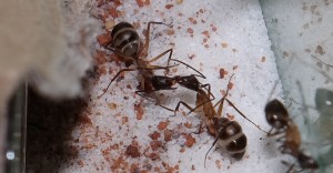 Trophallaxis zwischen zwei Arbeiterinnen