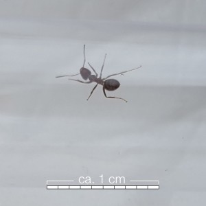 ant6.jpg