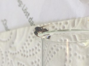 IMG_0729.JPG