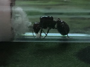 IMG_2916.jpg