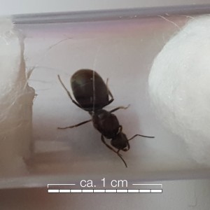 Lasius-2.jpg